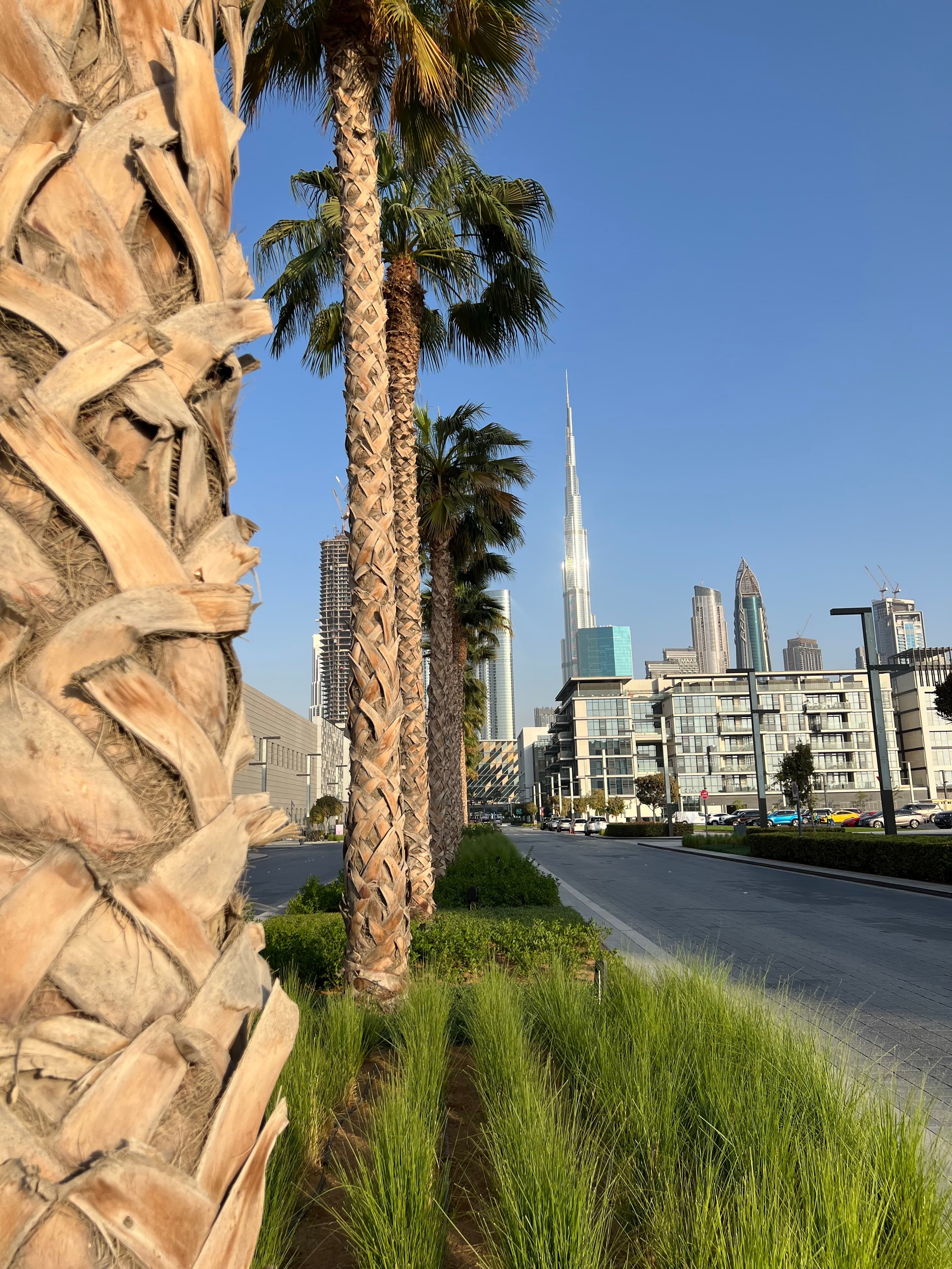 Tall palm trees and planted verges along a City Walk road, with apartment buildings and the Downtown Dubai skyline beyond